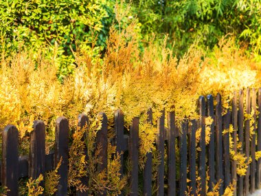 Güzel, parlak sarı yeşillik kahverengi ahşap duvar, sonbahar günü. Seçici odak