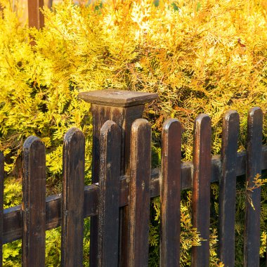 Güzel, parlak sarı yeşillik kahverengi ahşap duvar, sonbahar günü. Seçici odak