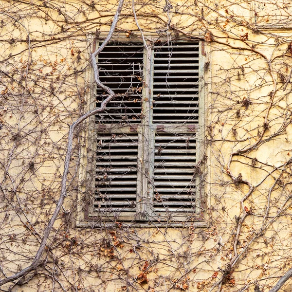 Oude houten venster luiken op een betonnen wand met blote takken — Stockfoto