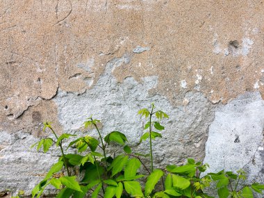 parlak yeşil bitkiler taş duvar. büyük arka plan veya doku.