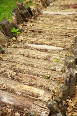 Ormanda, güneşli yaz d doğal malzemelerin masaj izle