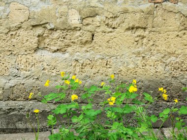parlak yeşil bitkiler taş duvar. büyük arka plan veya doku.