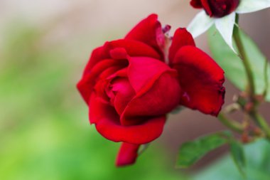 güzel çiçek açan kırmızı bir yeşil arka plan bulanıklık yükseldi. yumuşak seçici odak. portre resim.