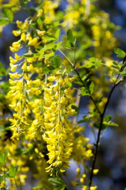 çiçek açması akasya. office ışık sarı çiçek demetleri