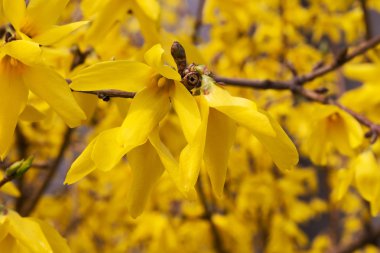 güzel parlak sarı çiçek. yumuşak seçici odak. closeup ben