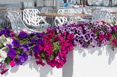 süslenmiş bir rekreasyon alanı sahilde, yaz kentsel elit kafe görünümünde zengin çiçek açan çiçekler. seçici odak ve besteleri, reklam ve metin için bulanıklık bölge uzayda.