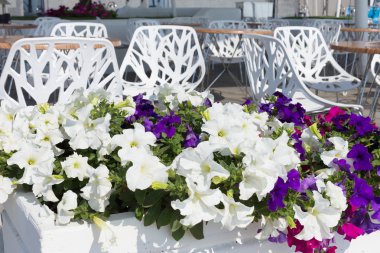 süslenmiş bir rekreasyon alanı sahilde, yaz kentsel elit kafe görünümünde zengin çiçek açan çiçekler. seçici odak ve besteleri, reklam ve metin için bulanıklık bölge uzayda.