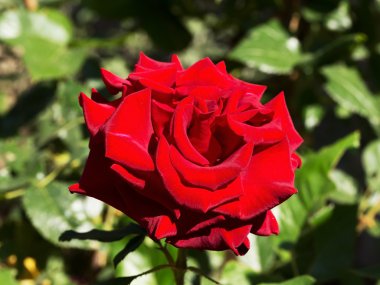 Güzel hassas arkada ışık karanlık bir arka plan üzerinde yükseldi. Seçici odak ve besteleri, reklam ve metin için bulanıklık bölge uzayda.