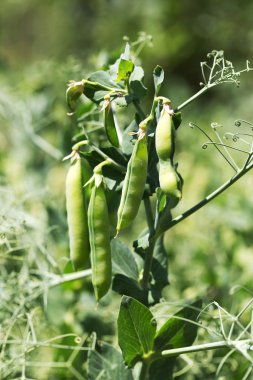 Tatlı bezelye Bahçe befor büyüyen olgun bakla, otantik