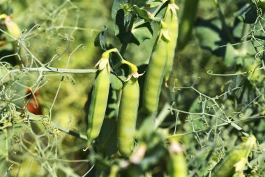 Tatlı bezelye Bahçe befor büyüyen olgun bakla, otantik