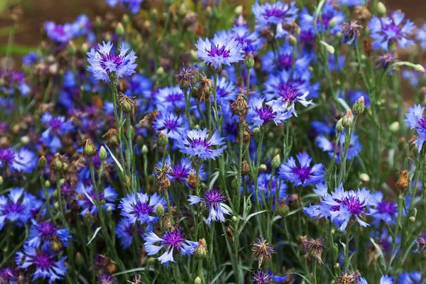 Fiori di mais. Fiori Blu Selvatici Fioritura. Immagine di primo piano. Foc morbido — Foto Stock