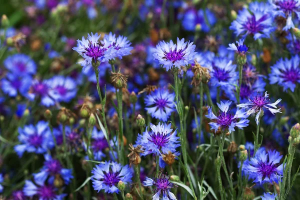 Fiori di mais. Fiori Blu Selvatici Fioritura. Immagine di primo piano. Foc morbido — Foto Stock