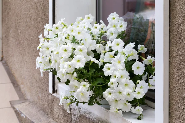 Authentiques fleurs blanches dans la fenêtre ouverte dans le mur de la ho — Photo