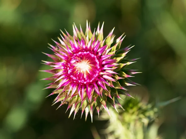 Beautiful bright flower thistle. Selective focus, space in the z — Stock Photo, Image