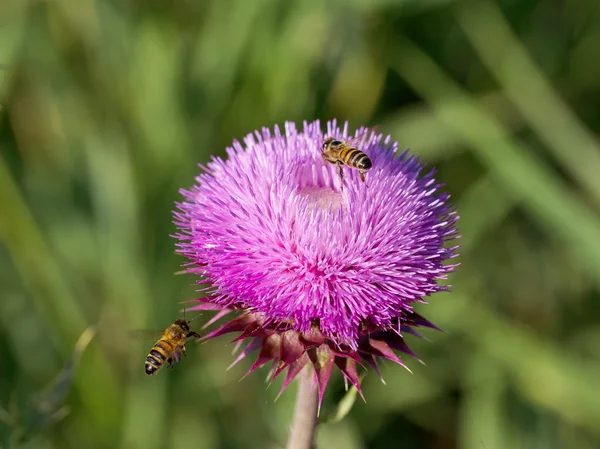 Beautiful bright flower thistle. Bees pollinate the flowers, col