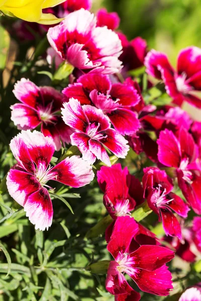 Vackra ljusa vackra rosa blommor i bakgrundsbelysningen som BA — Stockfoto