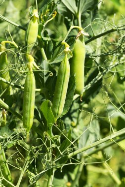 Tatlı bezelye Bahçe befor büyüyen olgun bakla, otantik