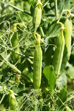 Tatlı bezelye Bahçe befor büyüyen olgun bakla, otantik