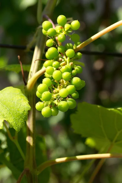 Closeup of a genuine bunch of ripening green grapes growing in t — Stock Photo, Image