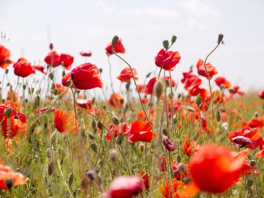 vahşi kırmızı haşhaş backg gökyüzüne karşı otantik peyzaj