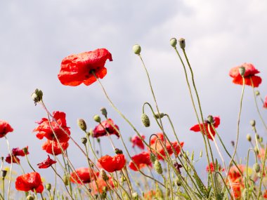 otantik peyzaj tasarımı için arka plan olarak gökyüzüne karşı vahşi kırmızı haşhaş. seçici odak ve besteleri, reklam ve metin için bulanıklık bölge uzayda.