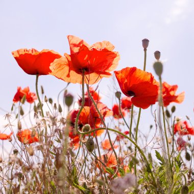 otantik peyzaj tasarımı için arka plan olarak gökyüzüne karşı vahşi kırmızı haşhaş. seçici odak ve besteleri, reklam ve metin için bulanıklık bölge uzayda.