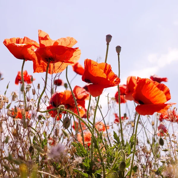 Authentic landscape of wild red poppies against the sky as backg — Stock Photo, Image