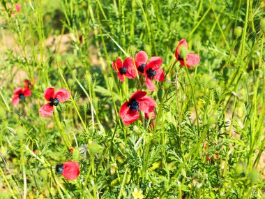 otantik peyzaj tasarımı için arka plan olarak yeşil çim bir arka plan üzerinde vahşi kırmızı haşhaş. seçici odak ve bulanıklık besteleri reklam üretim için alan uzayda.