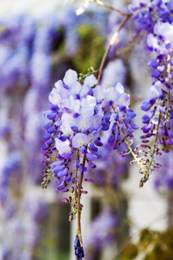 bol bol wisteria çiçekli, mavi çiçek kümeleri dow asmak