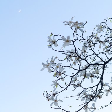 otantik manzara Manolya çiçek gökyüzü, arkadan aydınlatmalı, arkadan ayarı reklam veya metin için arka plan olarak karşı.