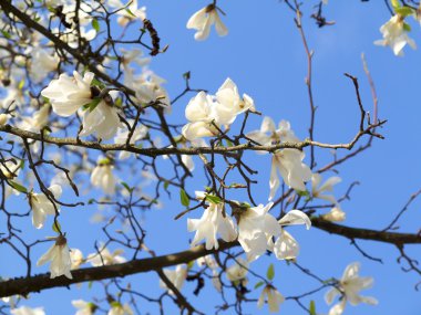 otantik manzara Manolya çiçek gökyüzü, arkadan aydınlatmalı, arkadan ayarı reklam veya metin için arka plan olarak karşı.