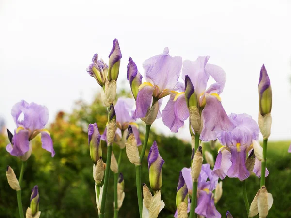 Autentico paesaggio selvaggio delicati iris, come sfondo per desi — Foto Stock