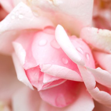 narin pembe gül goncası, bokeh reklamverenlerin ayarlamak için arka plan olarak