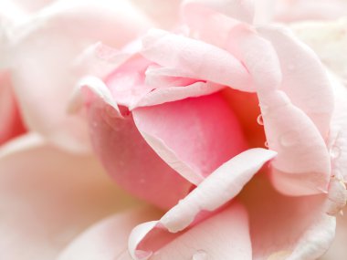 narin pembe gül goncası, bokeh advertisi ayarlamak için arka plan olarak