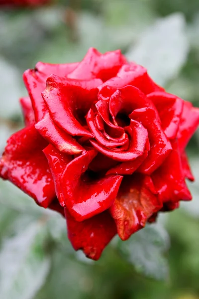 Schöne leuchtend rote Rosen mit Wassertropfen nach dem Regen. — Stockfoto