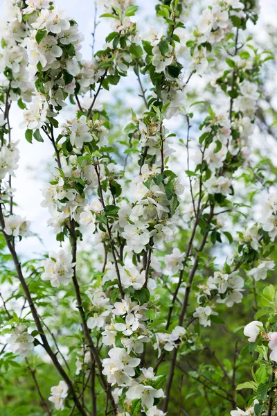 りんごの木、backli の空を背景に咲く本物の風景 — ストック写真