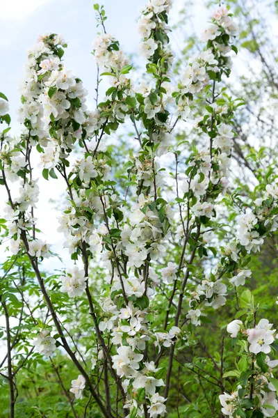 Paisagem autêntica florescendo macieiras contra o céu, backli — Fotografia de Stock