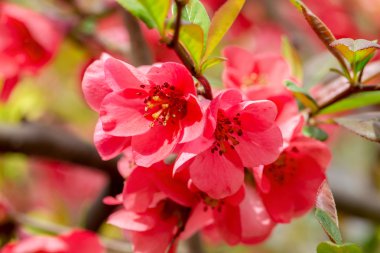 Arka plan bulanık bokeh otantik güzel çiçekler. Yumuşak s