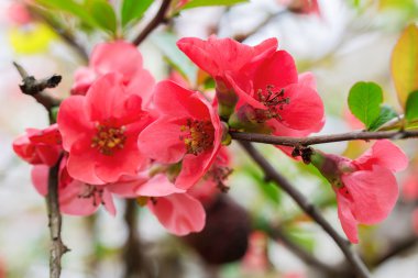 Arka plan bulanık bokeh otantik güzel çiçekler. Yumuşak s
