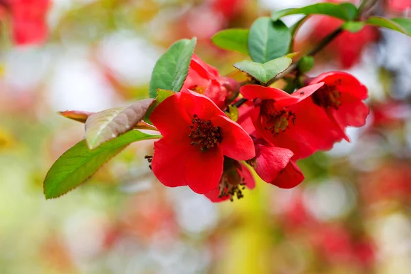 Authentische schöne Blumen auf verschwommenem Hintergrund, Bokeh. Soft s — Stockfoto