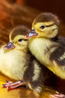 Sevimli küçük sarı kuşlar, seçici yumuşak odak