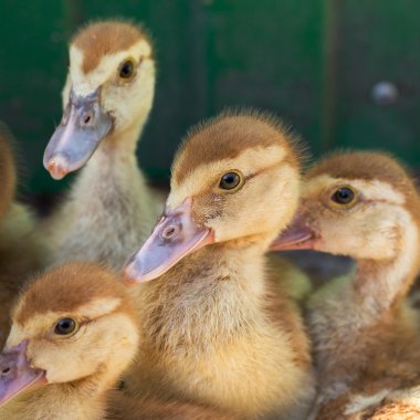 Sevimli küçük sarı kuşlar, seçici yumuşak odak