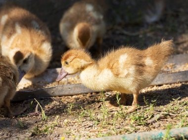 Sevimli küçük sarı kuşlar, seçici yumuşak odak