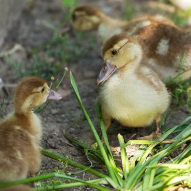 Sevimli küçük sarı kuşlar, seçici yumuşak odak
