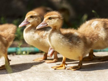 Sevimli küçük sarı kuşlar, seçici yumuşak odak