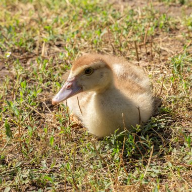 Sevimli küçük sarı kuşlar, seçici yumuşak odak