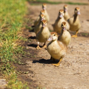 Sevimli küçük sarı kuşlar, seçici yumuşak odak