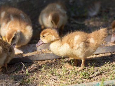 Cute little yellow goslings, selective soft focus clipart