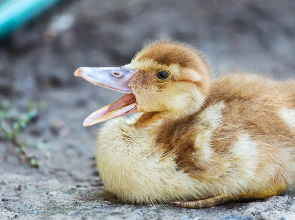 Jolis petits Yougoslings jaunes, mise au point douce sélective — Photo