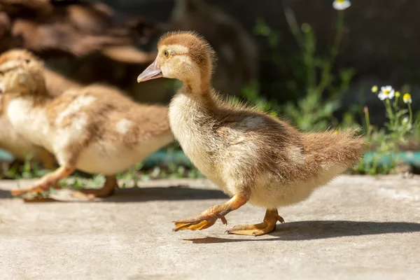 Jolis petits Yougoslings jaunes, mise au point douce sélective — Photo